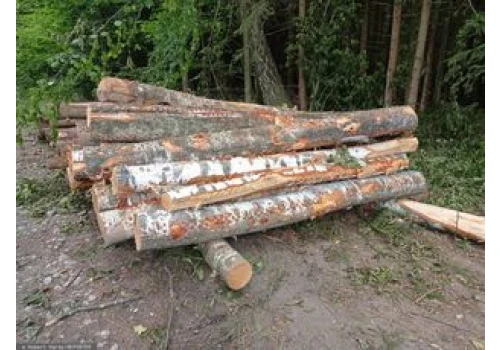 Ceny opału. Oto ile kosztuje metr drewna
