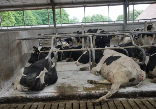 Mniej mastitis i problemów z racicami. Ten zabieg warto robić regularnie