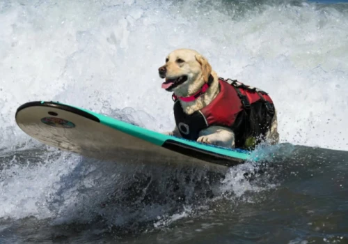 Psy podbiły fale Kalifornii. Tłumy kibiców na wyjątkowych mistrzostwach surfingu w Pacifica