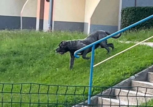 Dwa agresywne psy biegają po Szklarskiej Porębie. Mieszkańcy czekają na reakcję służb.