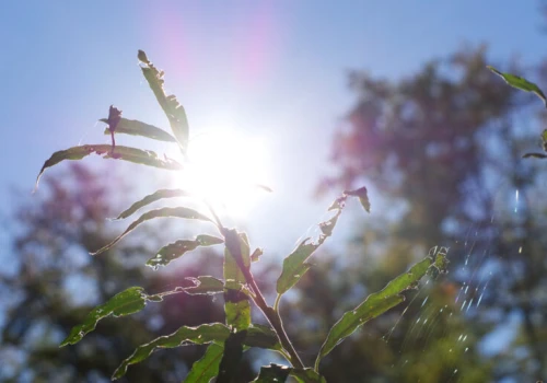 To będzie upalny tydzień. Temperatura powyżej 30 stopni już od poniedziałku