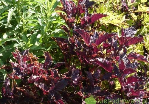 Bazylia pospolita Purple Ruffles – uprawa, smak, odporność