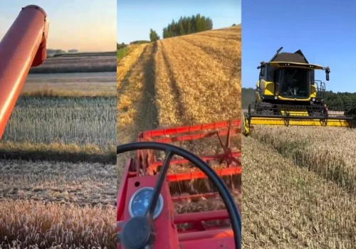 „Od 3 do ponad 8 ton”. Rolnicy pokazują pierwsze plony pszenicy. Różnice są ogromne
