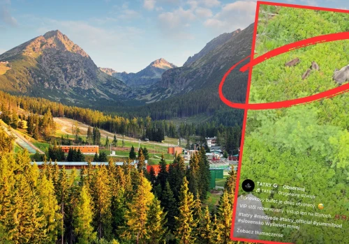 Turyści jechali kolejką w Tatrach. W pewnym momencie zobaczyli rodzinę niedźwiedzi