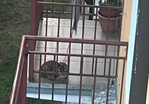 Kot przypięty na smyczy do balkonu na Bródnie. 