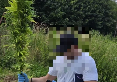 Nielegalna plantacja konopi zlikwidowana w Kowarach. 40-latek usłyszał zarzuty