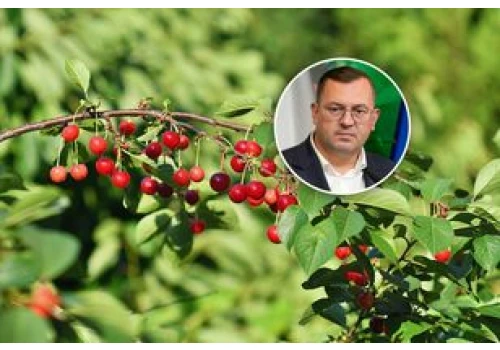 Tąpnięcie na rynku wiśni. Minister zawiadomił UOKiK. Oto szczegóły