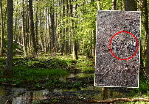 Poszła do lasu, pokazała, co znalazła. 