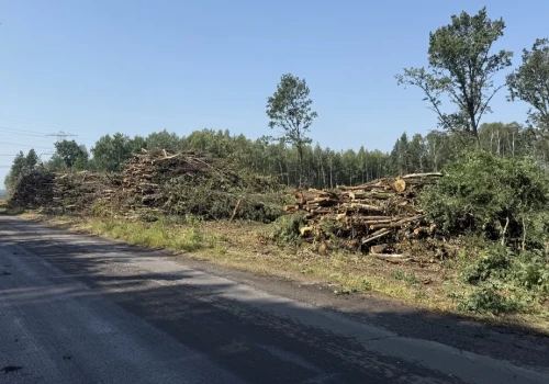 Piły poszły w ruch. Trwa wycinka kolejnych drzew pod drogę do fabryki samochodów w Jaworznie
