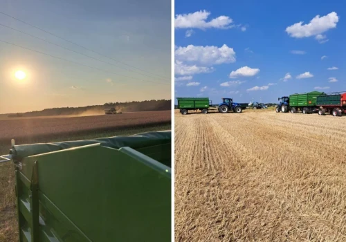 Rolnicy sprzedają zboże prosto spod kombajnu. „Za co mamy siać?”