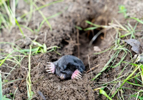 Kret niszczy trawnik? Włóż to do tunelu. Tego zapachu nie znosi