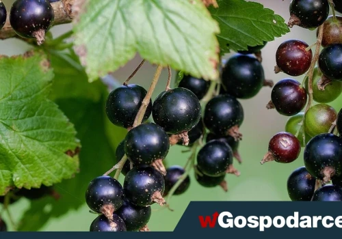 Sezon na nią trwa tylko chwilę; ma najwięcej witaminy C