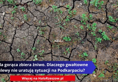 Fala gorąca zbiera żniwo. Dlaczego gwałtowne ulewy nie uratują sytuacji na Podkarpaciu?