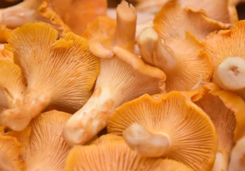 Co lepsze: kurka czy pieczarka? Jeden grzyb ma 15 razy więcej żelaza