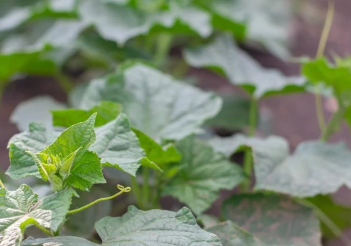 Żadne drożdże czy pokrzywa. Lepszy naturalny nawóz do ogórków za 0 zł