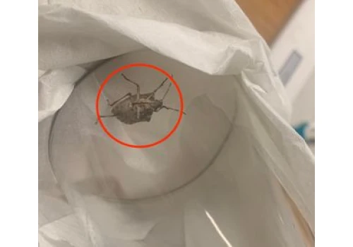 Wkrada się do mieszkań na potęgę. Pod żadnym pozorem go nie dotykaj