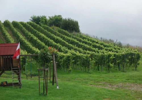 Pożary i upały zagrażają francuskim winnicom. Tamtejsi plantatorzy mogą nam zazdrościć warunków