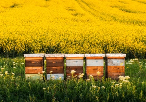 Rasa Buckfast pod lupą. Specjalistka alarmuje o wpływie na rodzimą populację pszczół