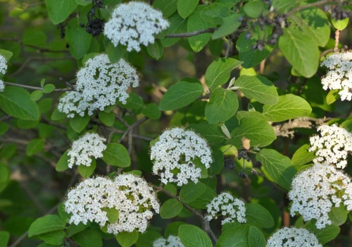 Lepsza niż przereklamowany rododendron. Pachnie i nie boi się suszy