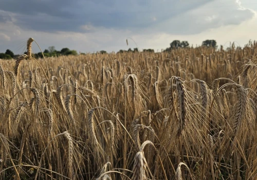 Żniwa w Łódzkiem pod znakiem pogody i niższych plonów. Rolnicy narzekają na koszty