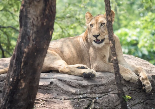 W zoo umarły trzy lwy. Przyczyną były rekordowe upały