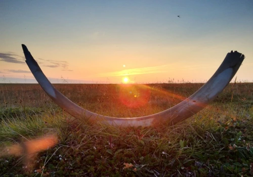 Ludzie polowali na mamucice. Samce zwykle ginęły w sposób naturalny