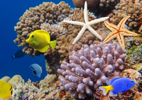 Nowe spojrzenie na ewolucję życia w oceanach. Zdecydowały... odchody