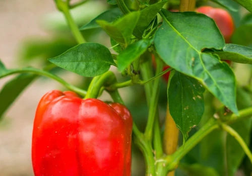 Papierowe plamki na papryce? Przyczyną nie jest choroba ani niedobór