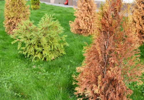 Tuje znów będą zielone. Wystarczy odrobina produktu z kuchni