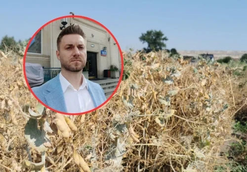 Groch ugotowany przez upały. Rolnik: „W jeden dzień zrobił się biały”