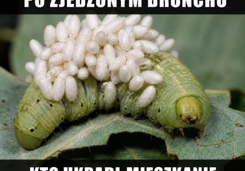 Natura odpaliła tryb porwanie z ochroną