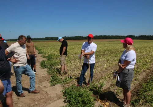 Północ Polski idealna dla sadzeniaków. Europlant rozwija ofertę dla przetwórstwa