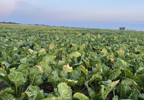 Pierwsze wyniki z plantacji buraków niepokoją. Korzenie są wyraźnie mniejsze