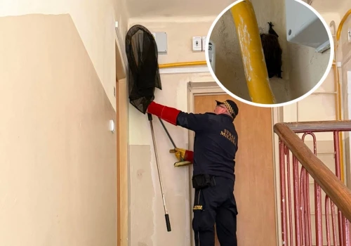 Nietoperz na klatce schodowej w Świdniku. Interweniowała Straż Miejska