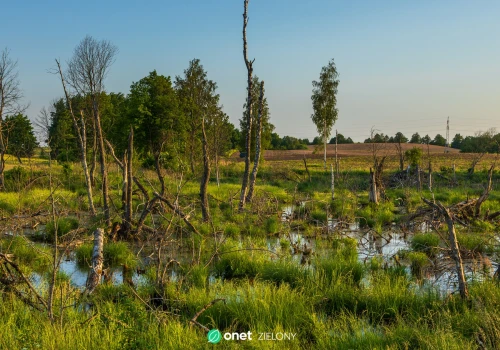 Wyprawa na mokradła. Jak pokazać dziecku, że ten świat tętni życiem?