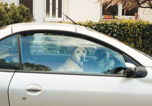 Auto na chwilę pod sklepem? W upał dziecko i pies nie mają tej „chwili”