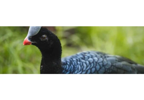 Nowi skrzydlaci mieszkańcy zoo. Jedyną taką parę w Polsce zobaczycie we Wrocławiu