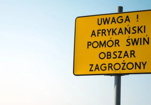 Nowe gminy w strefie różowej ASF. Zmiany w 3 województwach