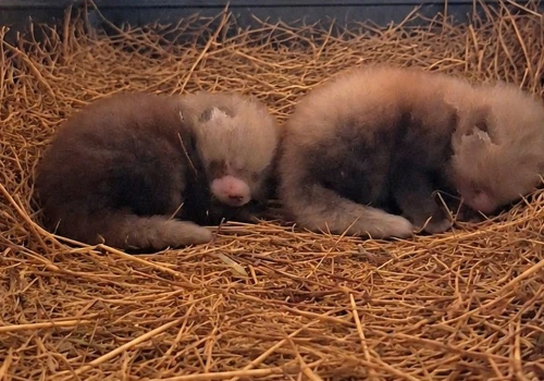 Puchate kulki urodziły się w polskim zoo. Trzeba uważać, jedna raz uciekła