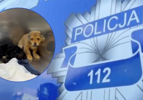 Okaleczone szczenięta w Ciechanowie. Policja wszczęła postępowanie i szuka sprawcy