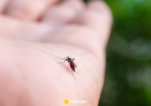 Komary wybierają niektórych ludzi częściej. Naukowcy wiedzą, dlaczego
