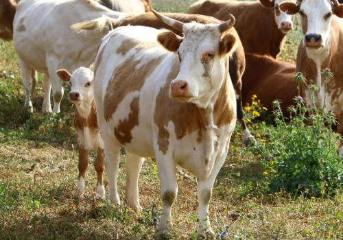 Wzrost ma wynieść 248%. Producenci bydła powinni być zadowoleni