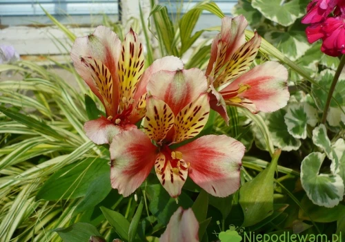 Alstremeria ogrodowa – uprawa, rozmnażanie, cięcie