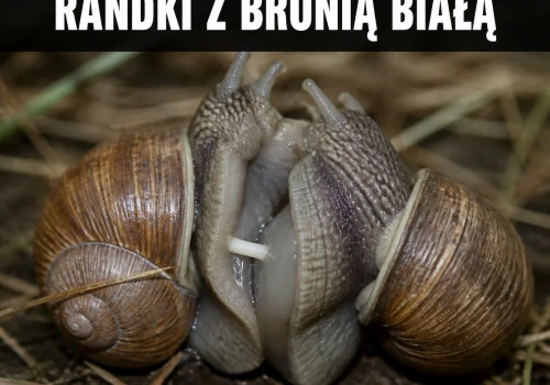 Ślimaczy Tinder ma tryb PvP