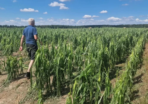 Grad i wichura zniszczyły 12 tys. ha. Rolnicy z Wielkopolski kończą żniwa w napięciu