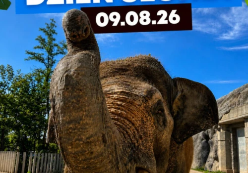 Dzień Słonia w Orientarium ZOO Łódź