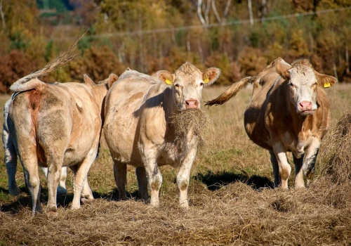 240 ton rezerwowych krów jednak nie będzie. Upadł przełomowy projekt