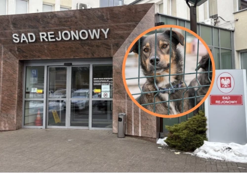 Znęcała się nad psami i fałszowała dokumentację. 52-letnia mieszkanka Zgierza z aktem oskarżenia