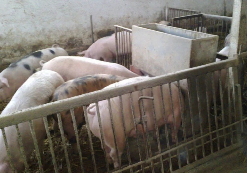Ceny skupu tuczników: nawet 7,50 zł/kg za klasę E. Brak świń napędza kolejne podwyżki