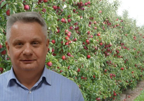 Polskie jabłka dostały unijną ochronę. Mają trafić do segmentu premium